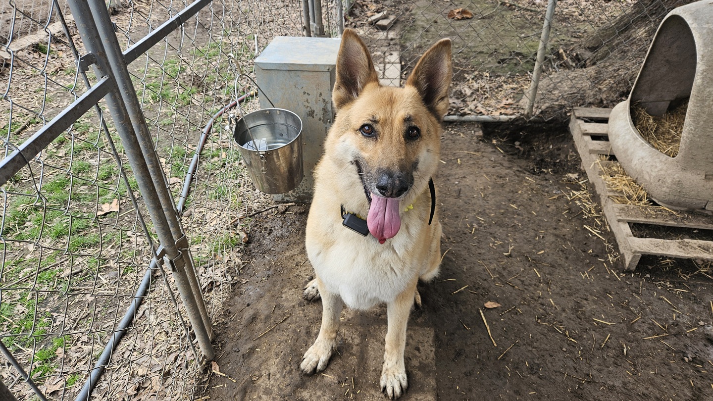 Stella